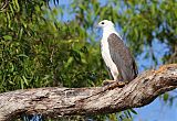 White-bellied Sea-Eagle